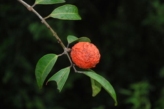 Salacia macrosperma
